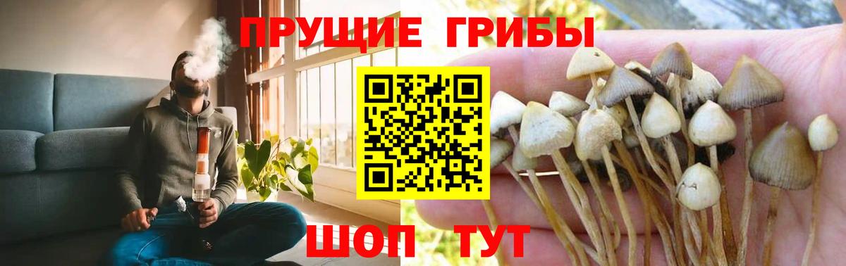 Галлюциногенные грибы Psilocybine cubensis Советская Гавань